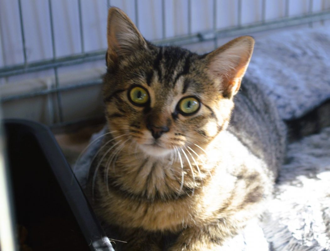 Billy - Chat Européen à adopter