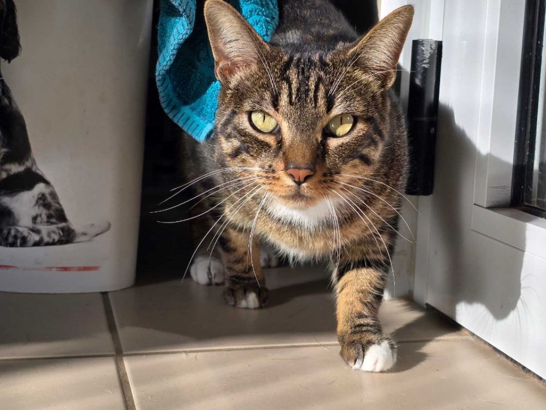 Floky - Chat Européen à adopter