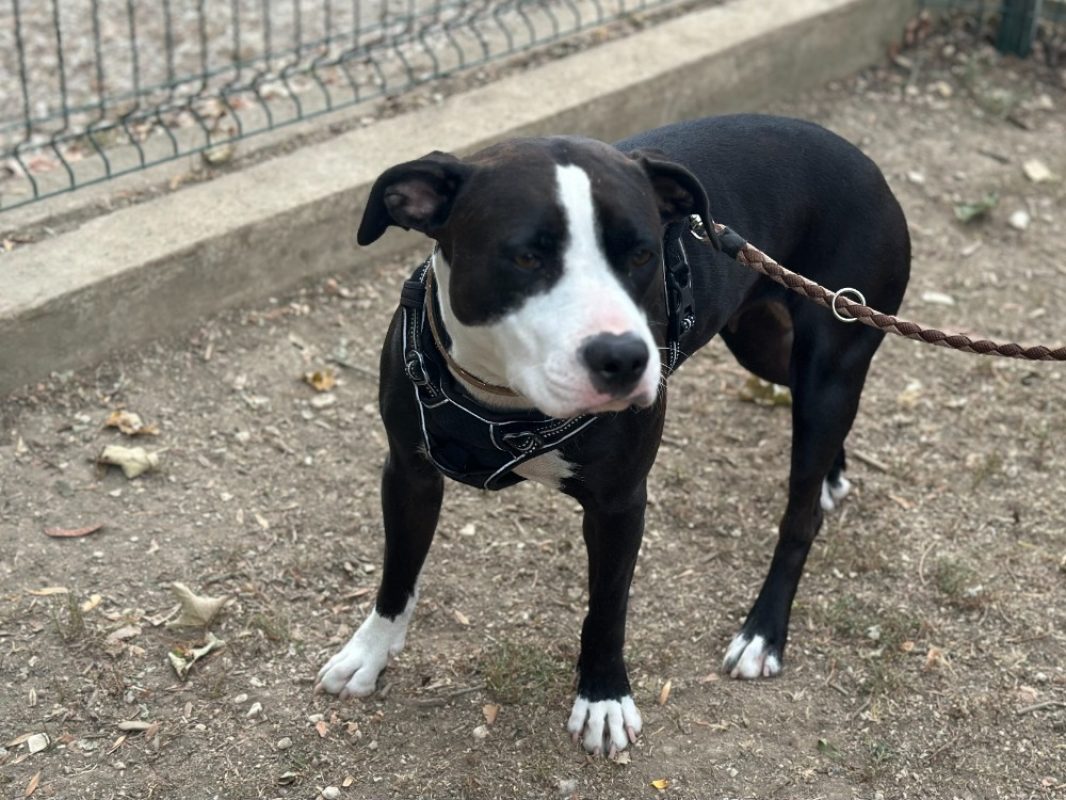 Ruby - Chien à adopter