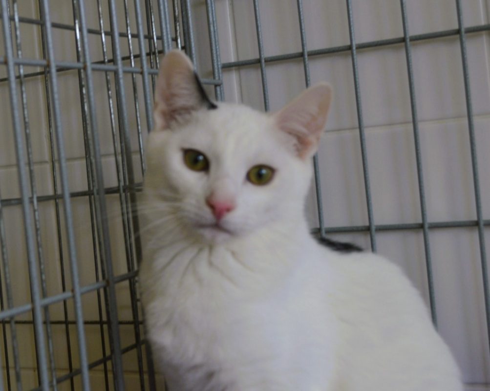 Auguste - Chat Européen à adopter