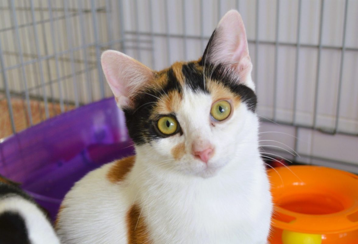 Kya - Chat Européen à adopter