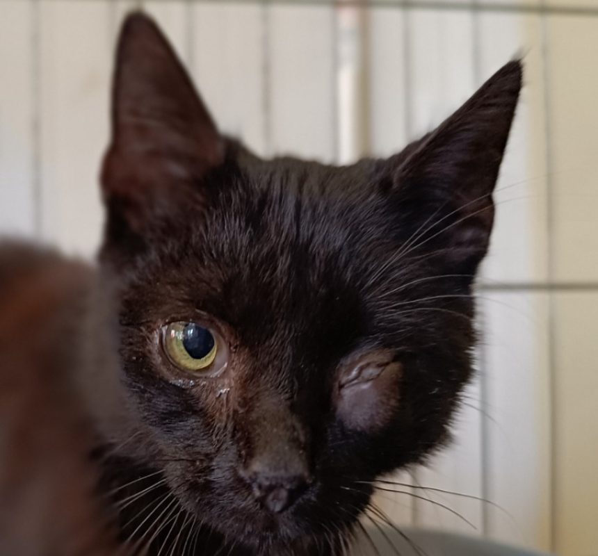 Briag - Chat Européen à adopter