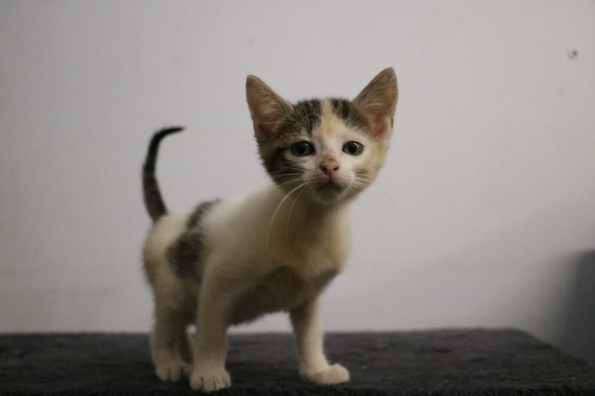 Jade - Chat Européen à adopter