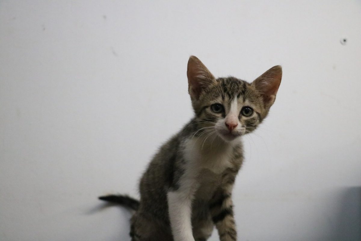 Zephir - Chat Européen à adopter