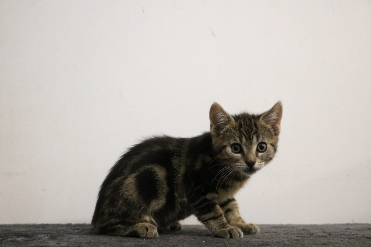 Nimra - Chat Européen à adopter
