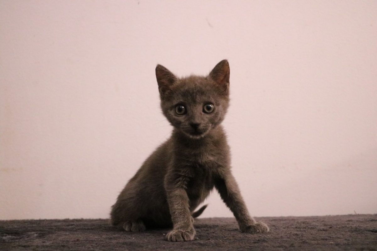 Gollum - Chat Européen à adopter