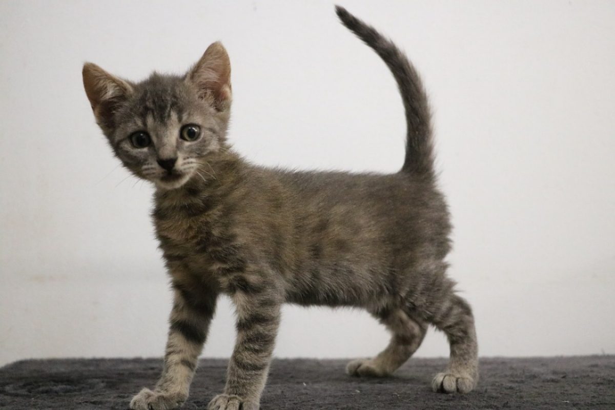 Pipette - Chat Européen à adopter