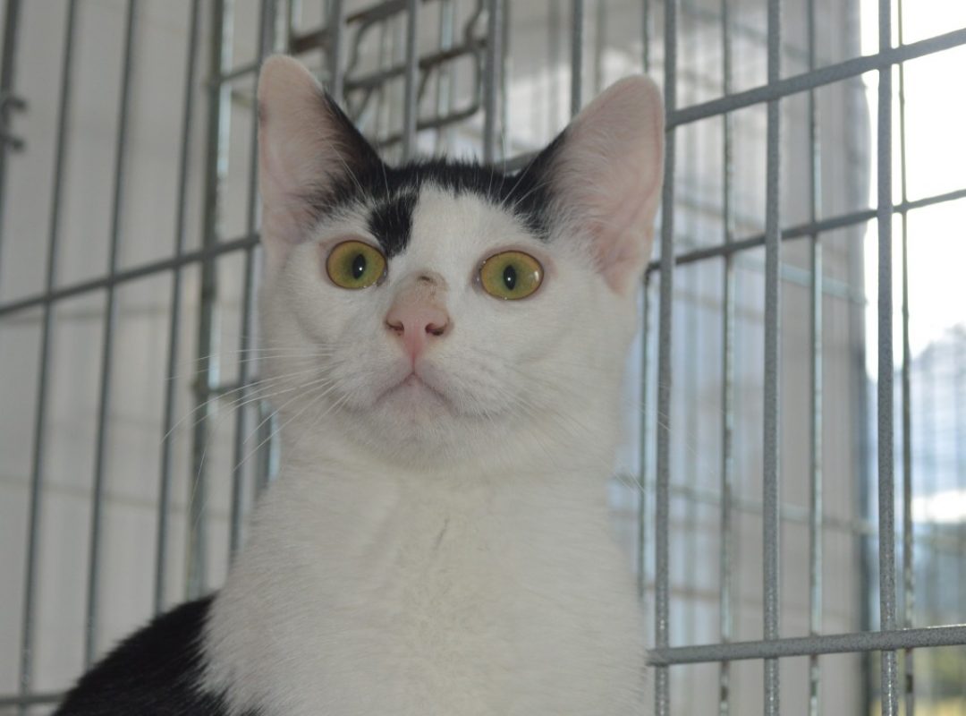 Popcorn - Chat Européen à adopter