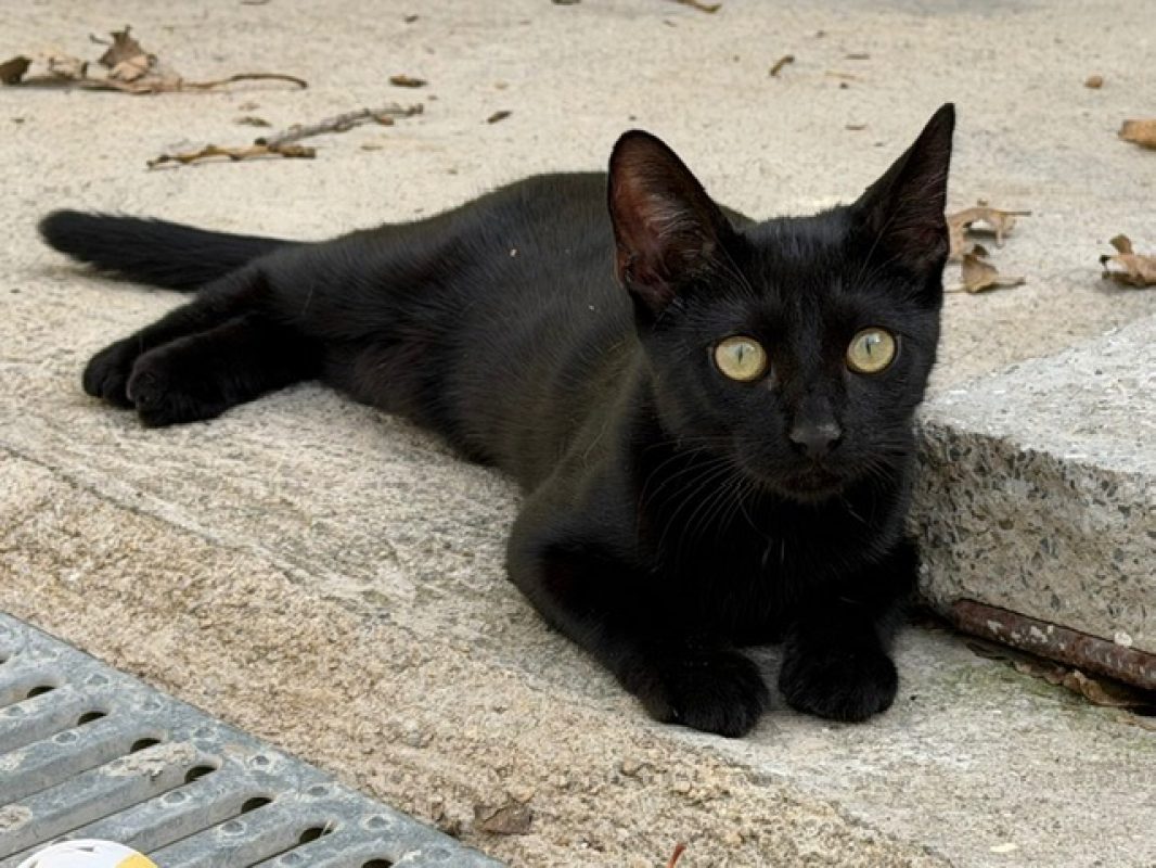 Bodka - Chat Européen à adopter