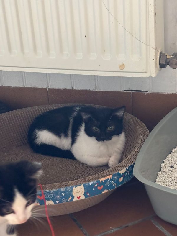 Dan - Chat Européen à adopter - photo 2