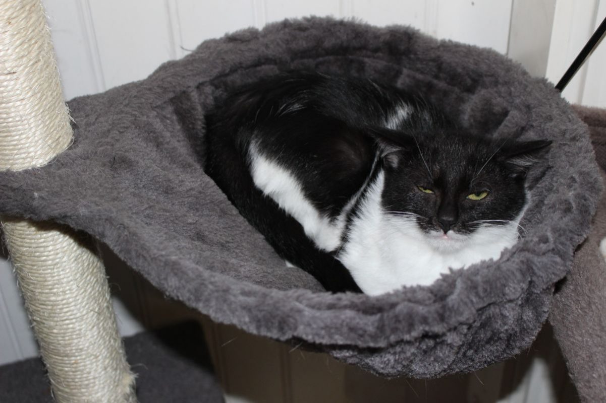 Dan - Chat Européen à adopter - photo 3