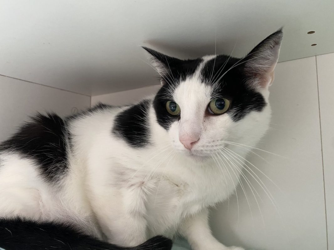 Mikado - Chat Européen à adopter