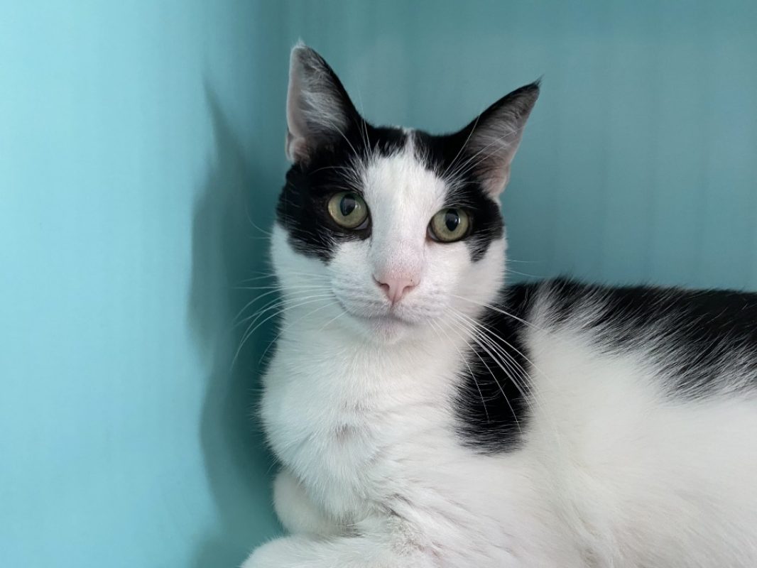 Mikado - Chat Européen à adopter - photo 2