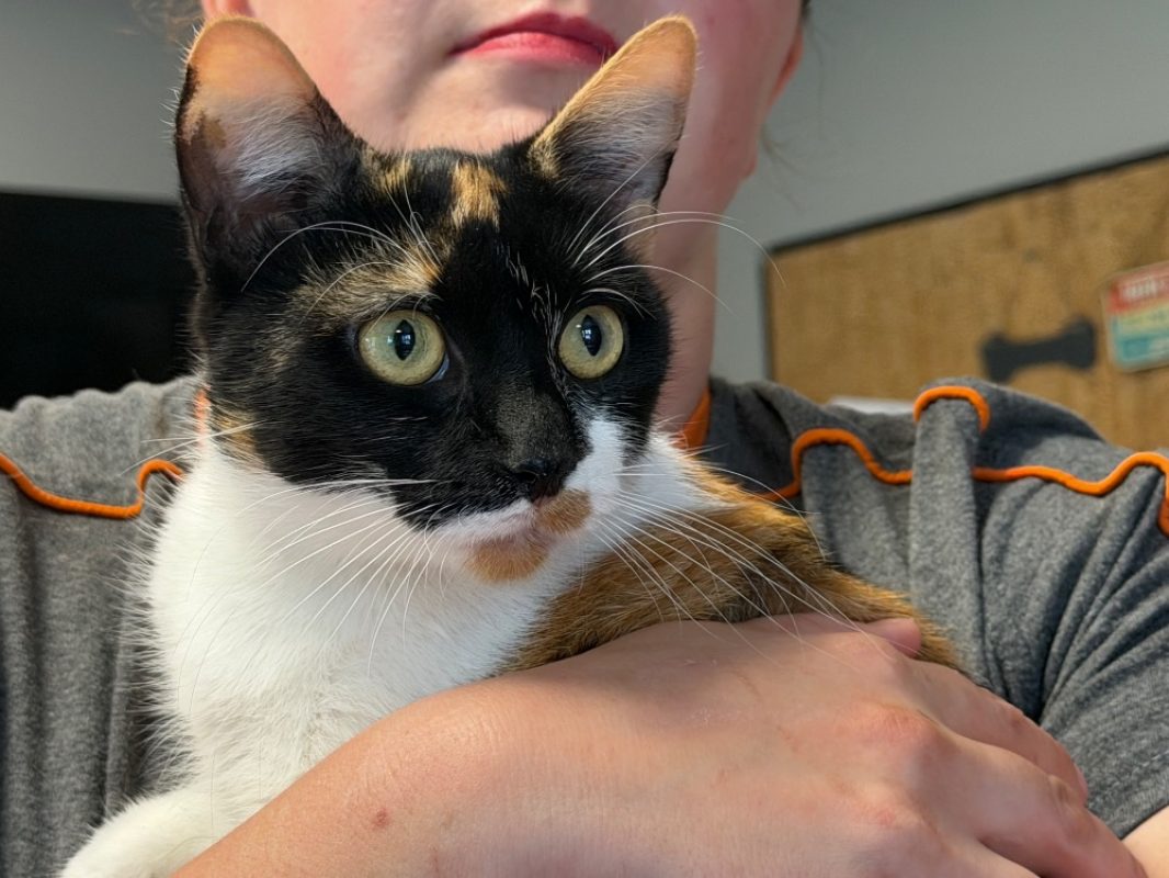 Mirza - Chat Européen à adopter