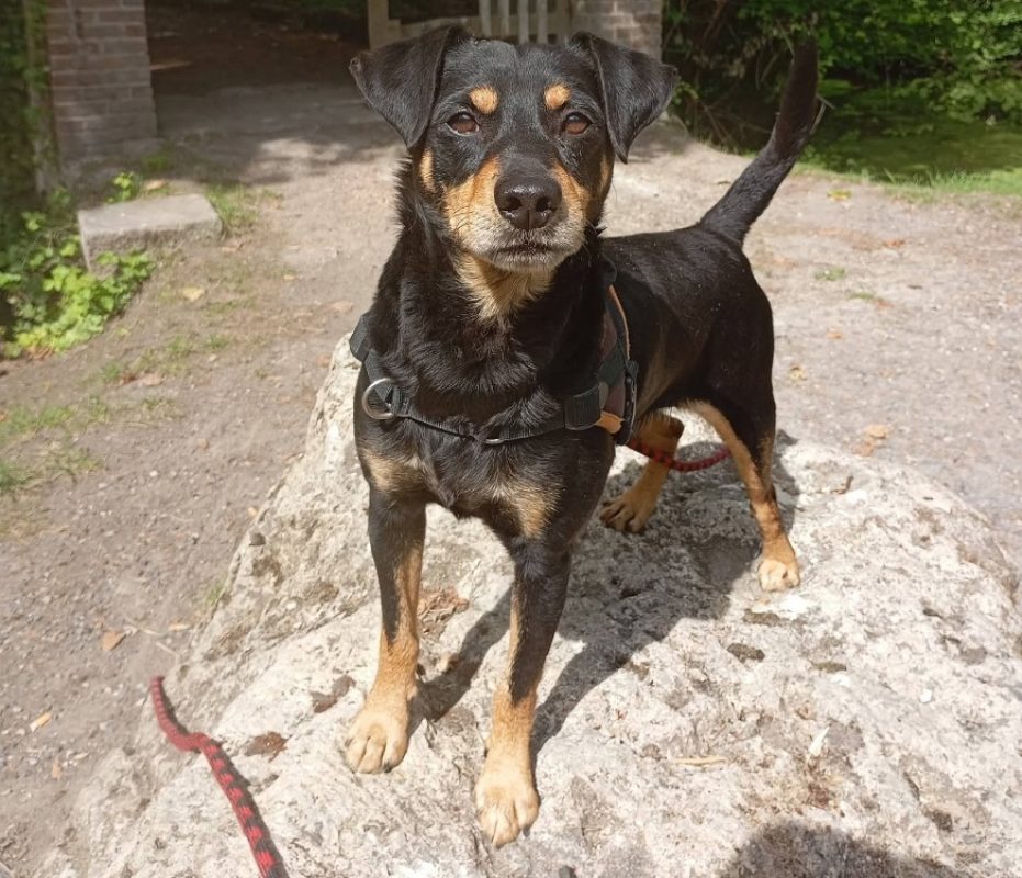 Will - Chien Berger à adopter