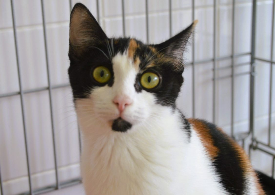Croquette - Chat Européen à adopter