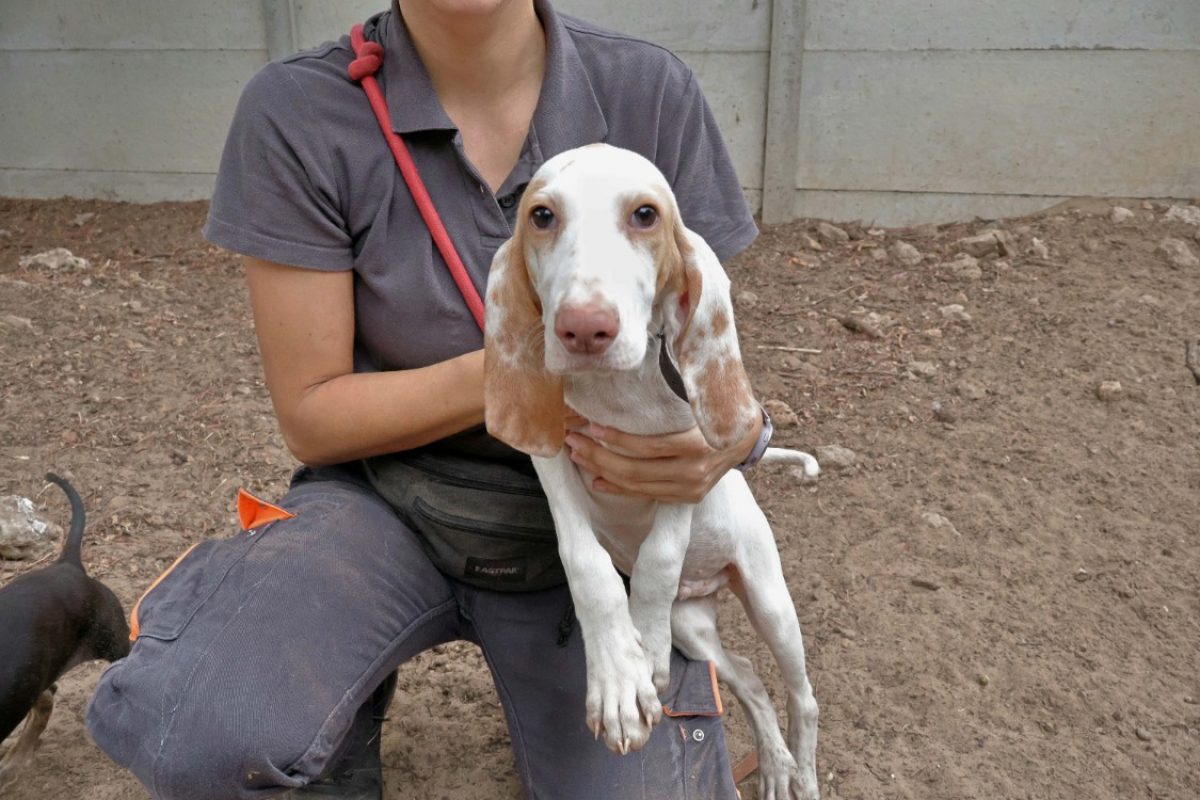 Omar - Chien Grand Gascon saintongeois à adopter