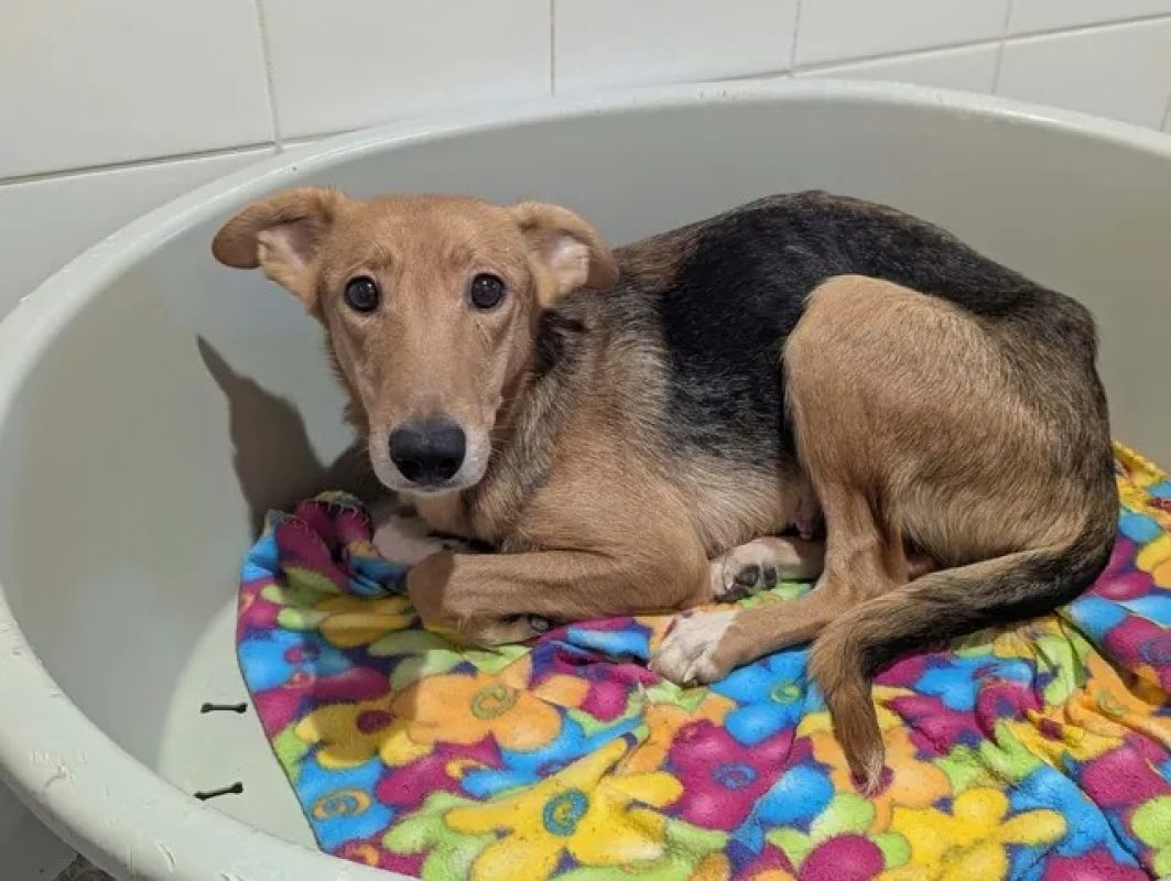 Rio - Chien à adopter