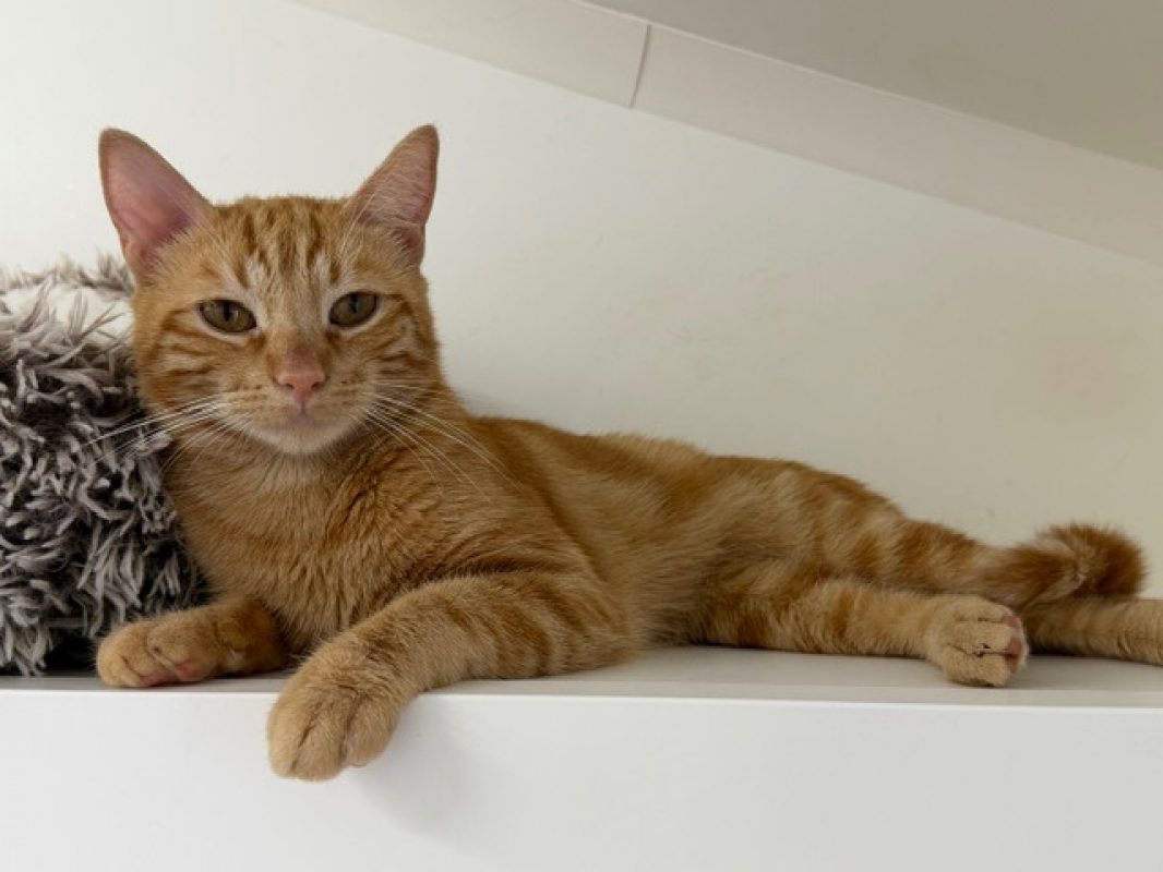 Ouille - Chat Européen à adopter