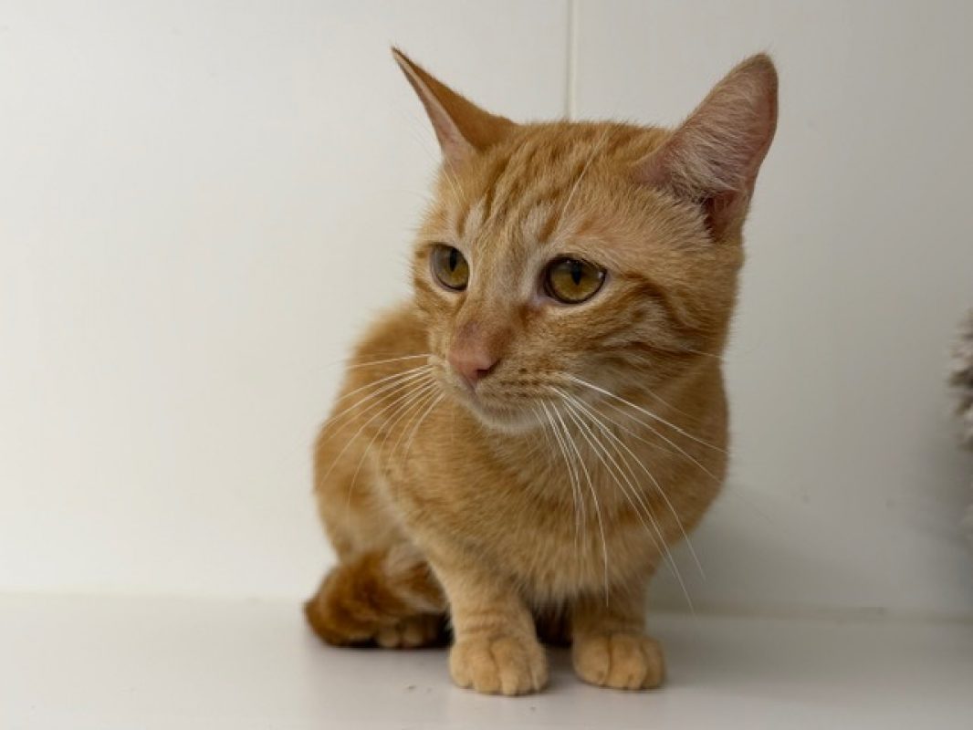 Ouille - Chat Européen à adopter - photo 2