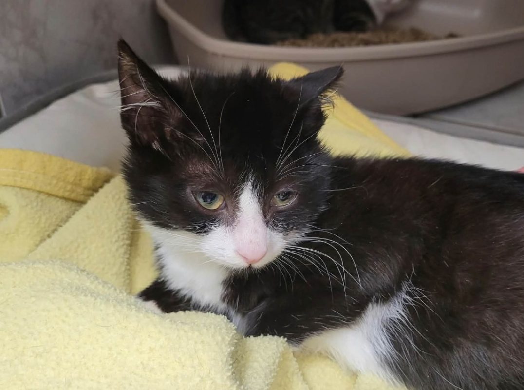 Goofy - Chat Européen à adopter