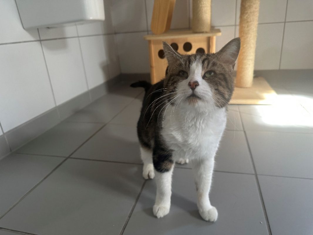 Felix - Chat Européen à adopter