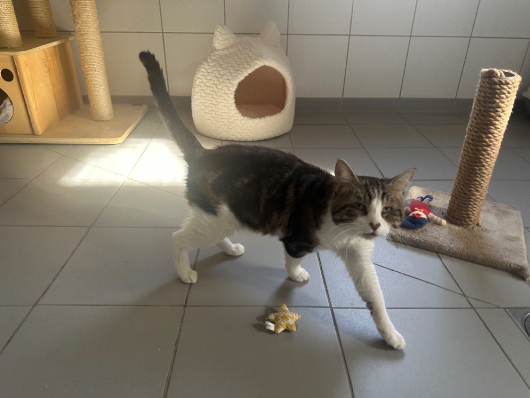 Felix - Chat Européen à adopter - photo 2