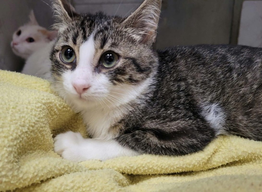 Dafy - Chat Européen à adopter