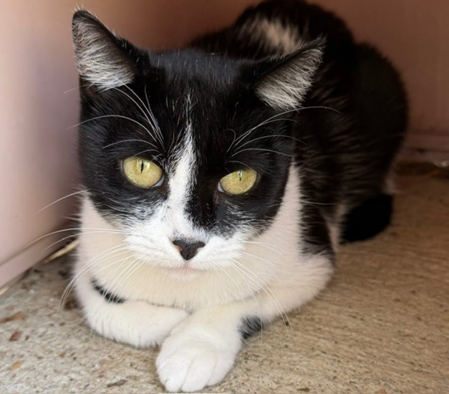 Poupouille - Chat Européen à adopter