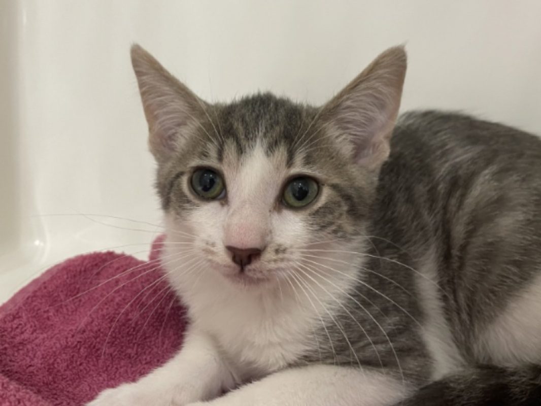 Alex - Chat Européen à adopter