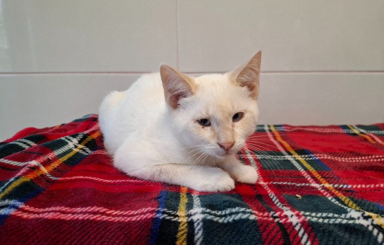 Milo - Chat Européen à adopter