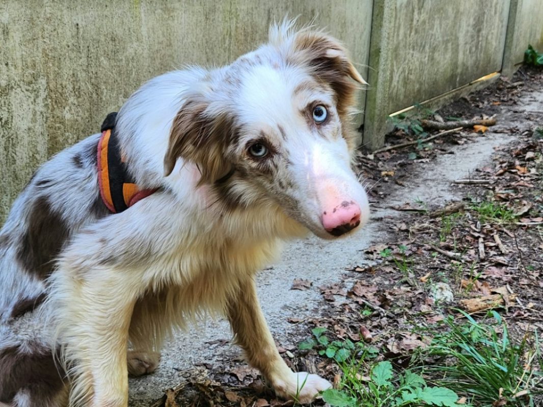 Paillette - Chien Border Collie à adopter