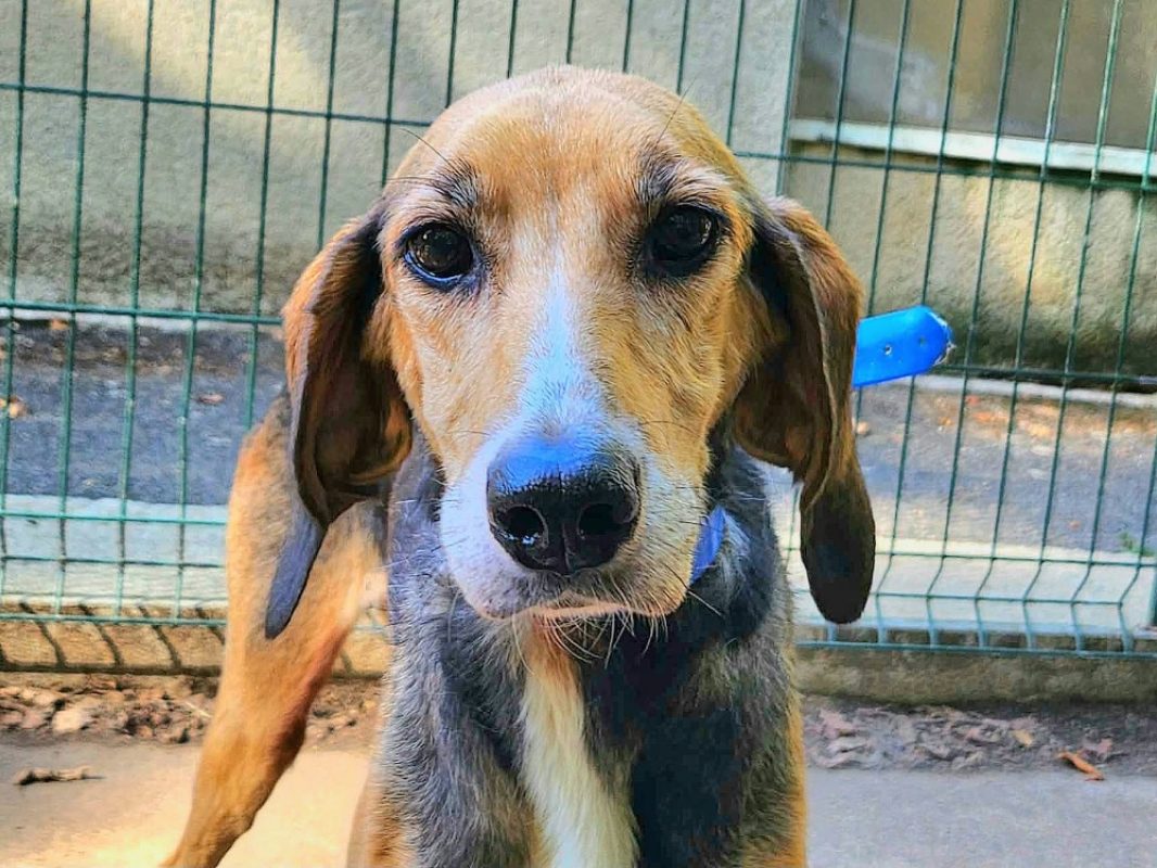 Lola - Chien à adopter