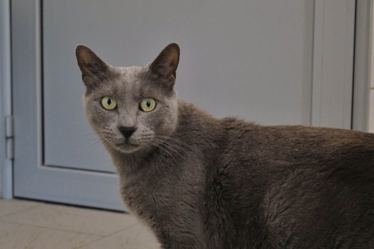 Shado - Chat Européen à adopter