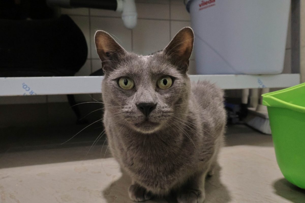 Shado - Chat Européen à adopter - photo 3