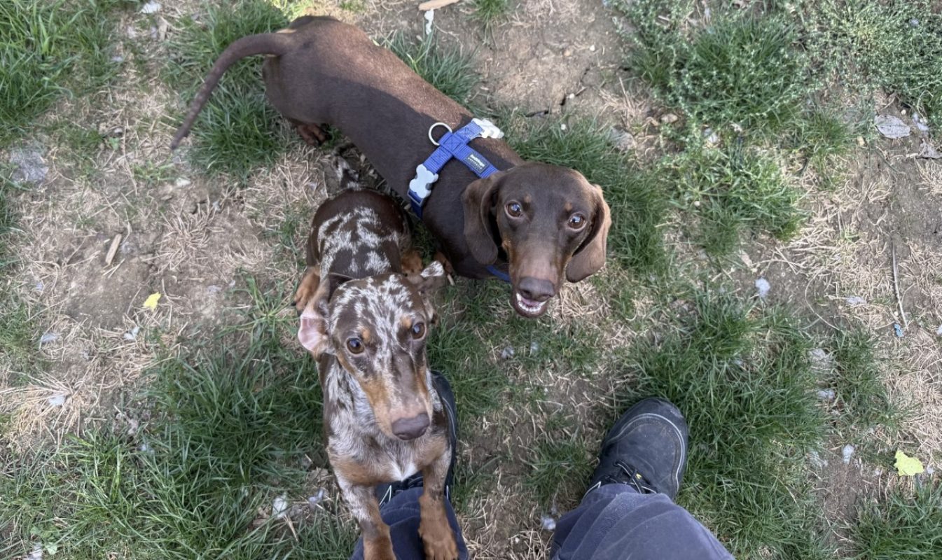 Cracus - Chien Teckel à adopter
