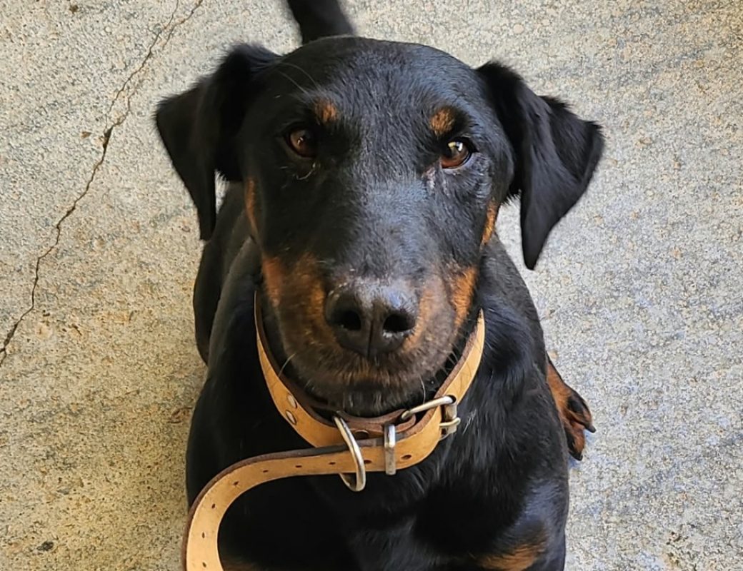 Patchef - Chien à adopter