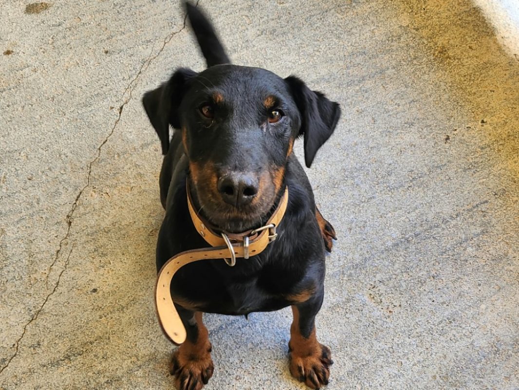 Patchef - Chien à adopter - photo 2