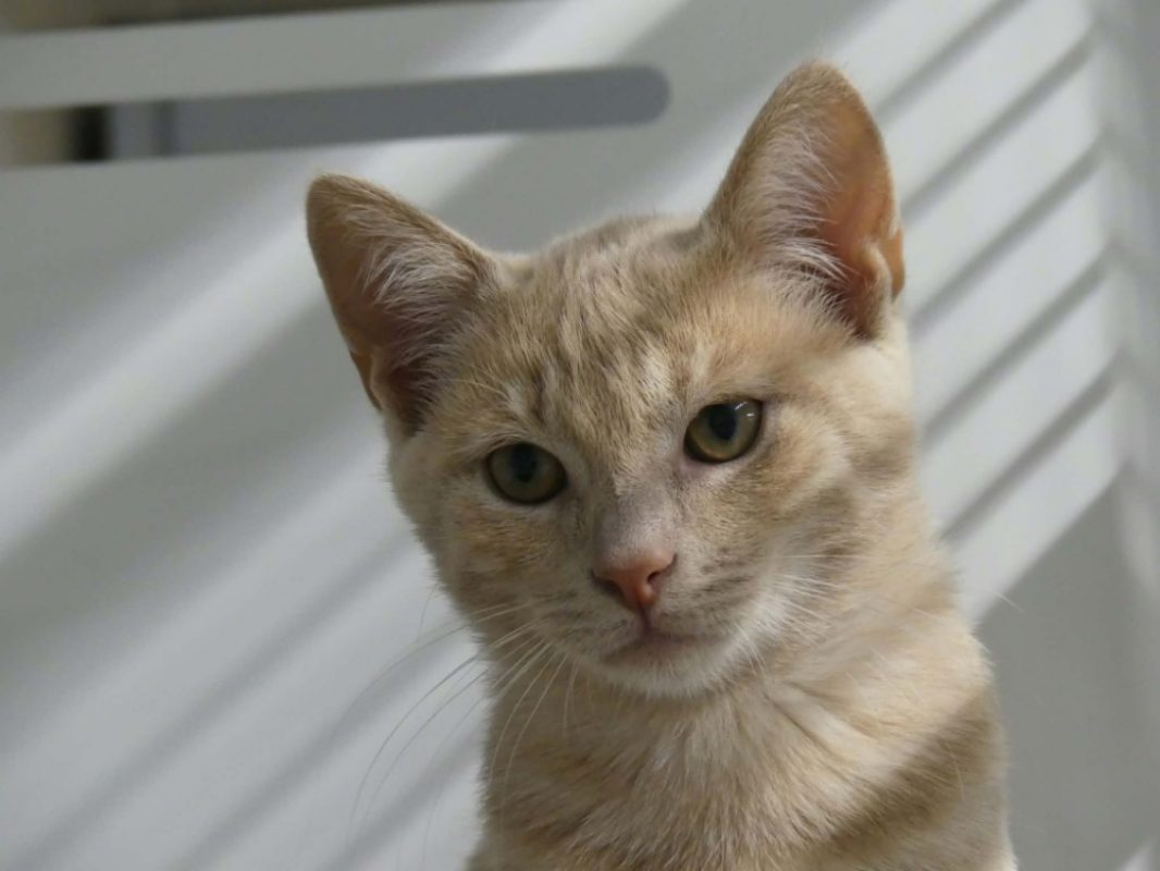 Belzo - Chat Européen à adopter