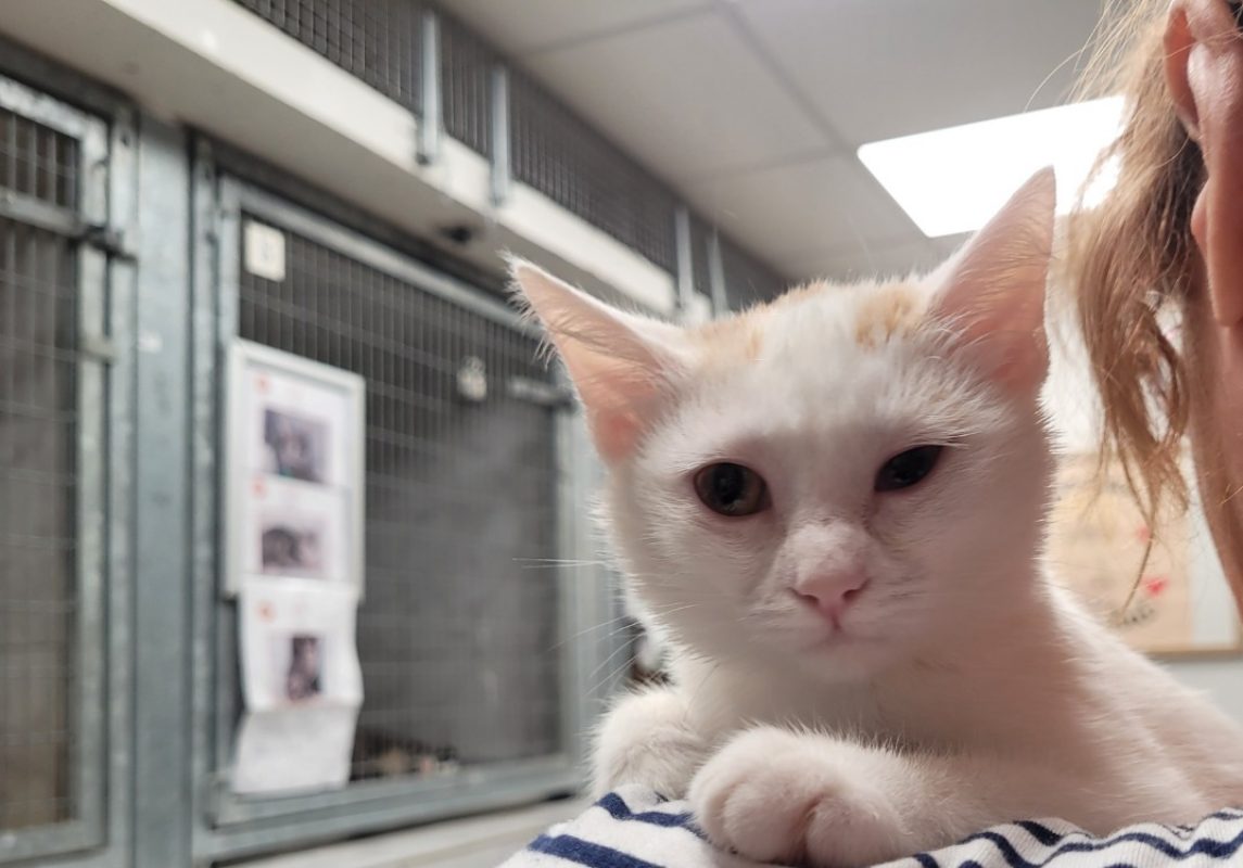 Boty - Chat Européen à adopter