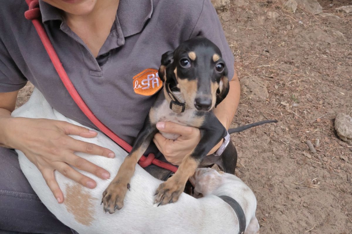 Crevette - Chien Grand Gascon saintongeois à adopter