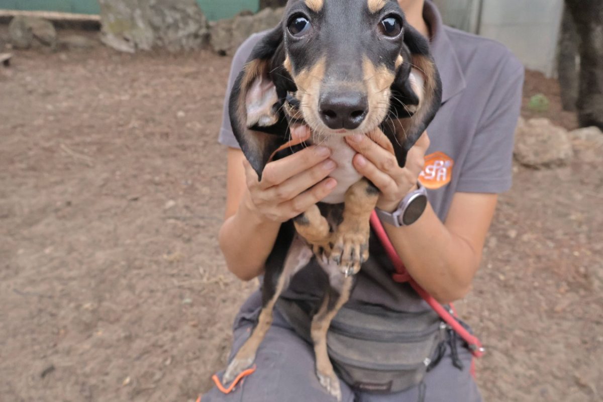Crevette - Chien Grand Gascon saintongeois à adopter - photo 2
