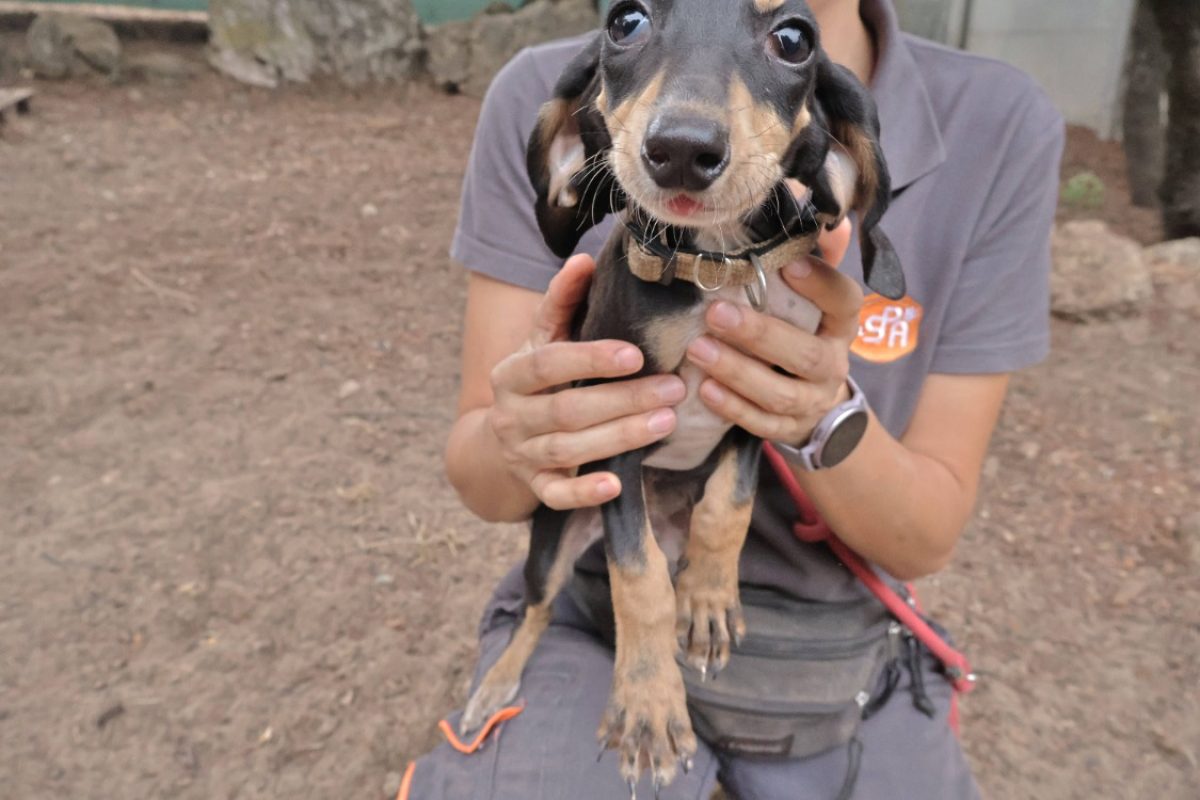 Crevette - Chien Grand Gascon saintongeois à adopter - photo 3