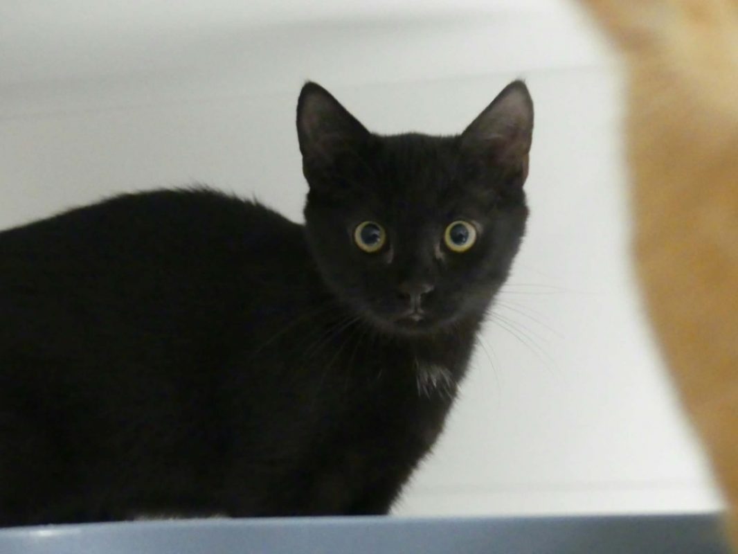 Morgane - Chat Européen à adopter