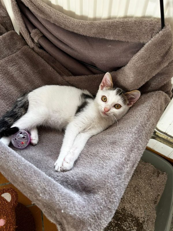 Derek - Chat Européen à adopter