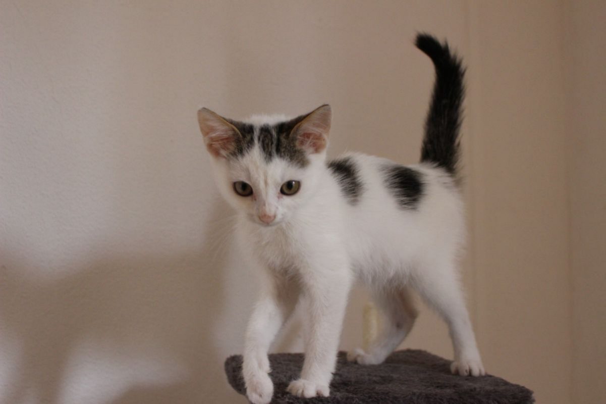 Derek - Chat Européen à adopter - photo 3