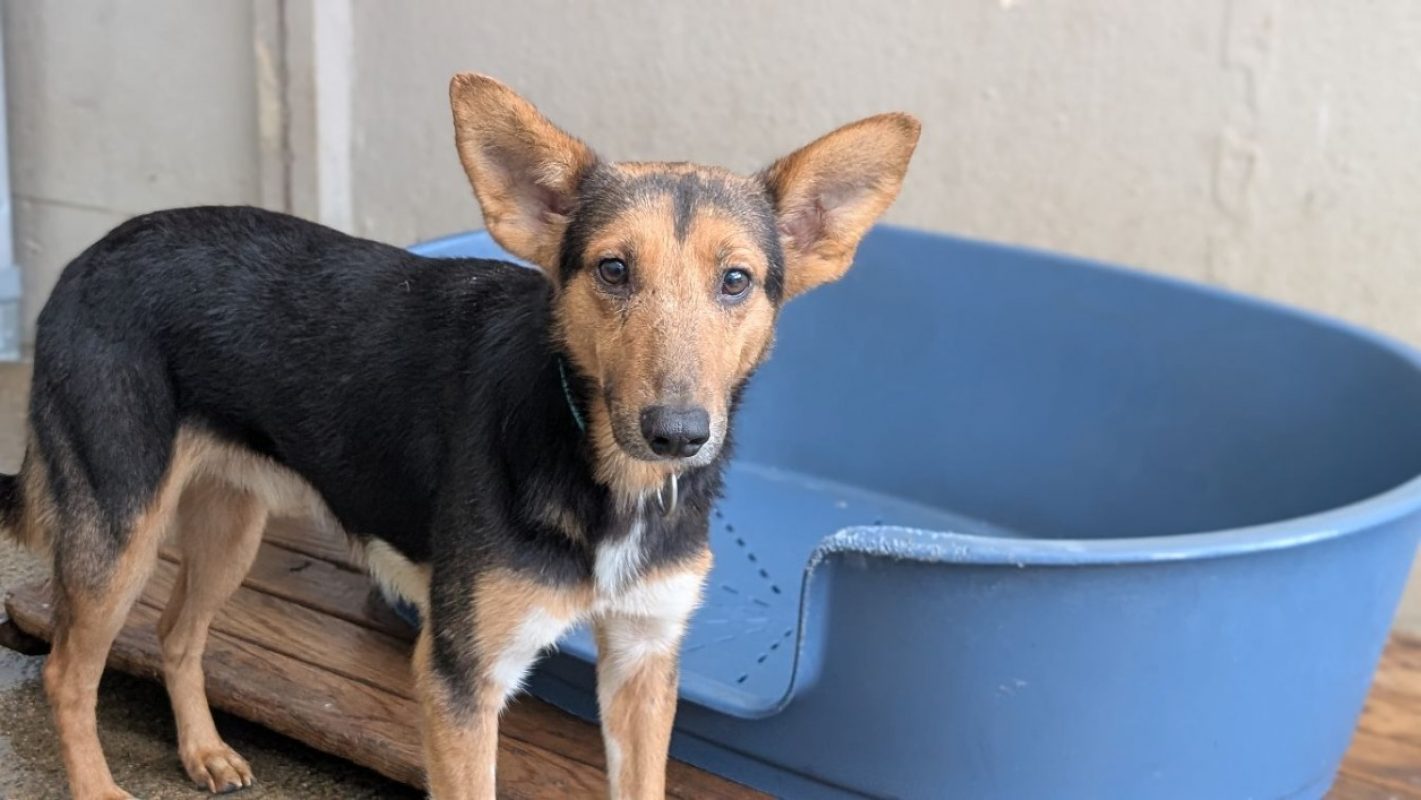 Brian - Chien Berger à adopter