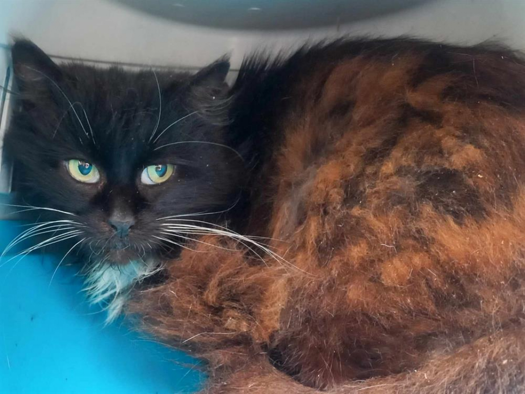 Photo #2 de Champignon