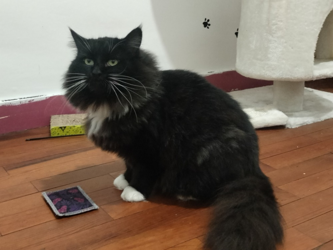 Photo #1 de Champignon