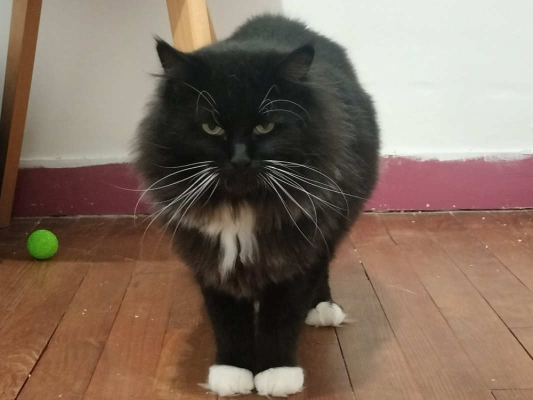 Photo #2 de Champignon